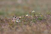 Gelengi-Anadolu Yersincab / Anatolian Souslik-Ground Squirrel / Spermophilus xanthoprymnus